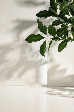 Ürün sergisi arka planlar, ürün çekimi arka planlar, ürün tanıtımı arka planlar.