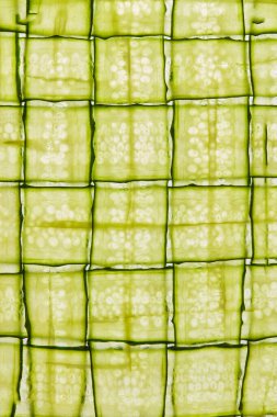 İnce dilimlenmiş salatalığın soyut şebeke deseni, arka plan olarak salatalık dilimleri. Makro.