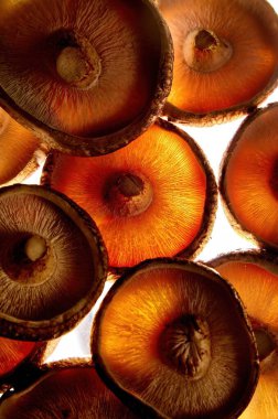 Kırmızı kapaklı mantar ve makro fotoğrafçılığı kapat.