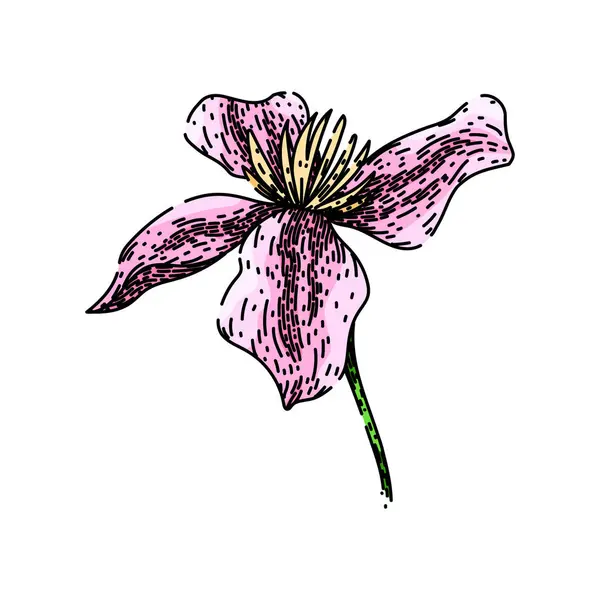 Růžová Tažená Klíční Kost Modrý Lezení Květina Jarní Letní Růžový — Stockový vektor