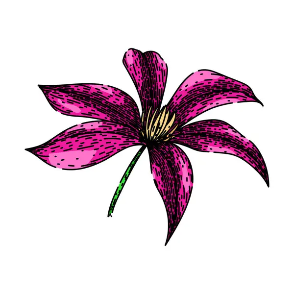 Květinový Klematis Ručně Kreslený Fialová Růžová Modrá Horolezecká Květinová Kresba — Stockový vektor