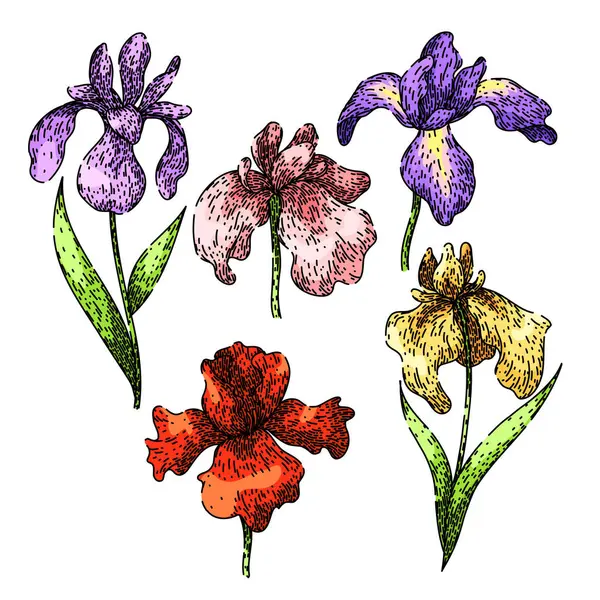 아이리스 손으로 그려진 자주색 다채로운 향기로운 Iris 스케치 고립된 일러스트레이션 — 스톡 벡터