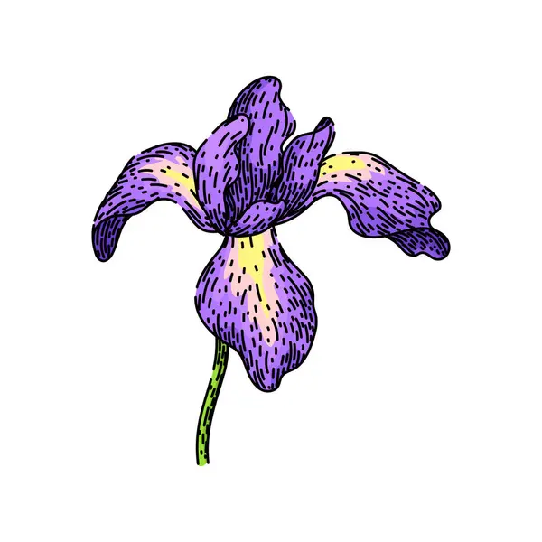 Zahradní Duhovka Ručně Kreslená Fialová Rostlina Jarní Barevné Voňavé Duhovka — Stockový vektor