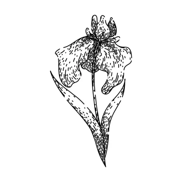 Plantera Iris Handritade Vår Färgglada Doftande Iris Botaniska Perenn Växt Vektorgrafik