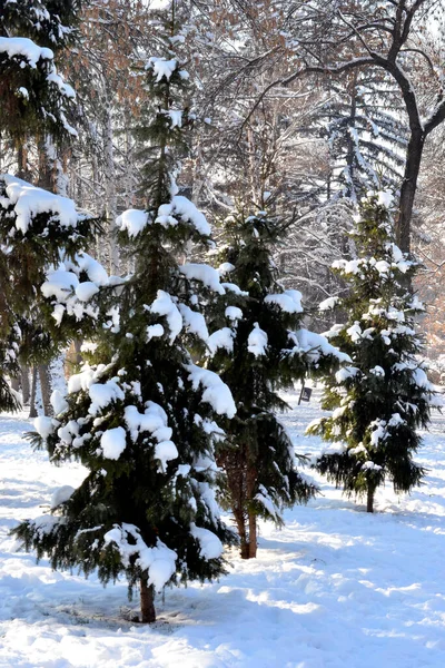 Χιονισμένα Τοπία Και Λεπτομέρειες Στο Πάρκο Της Φύσης — Φωτογραφία Αρχείου