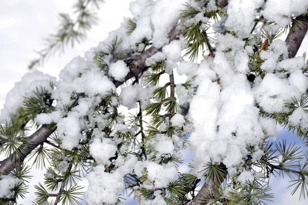 Χιονισμένα Τοπία Και Λεπτομέρειες Στο Πάρκο Της Φύσης — Φωτογραφία Αρχείου