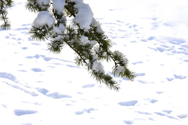 自然公園の雪景色や詳細 — ストック写真