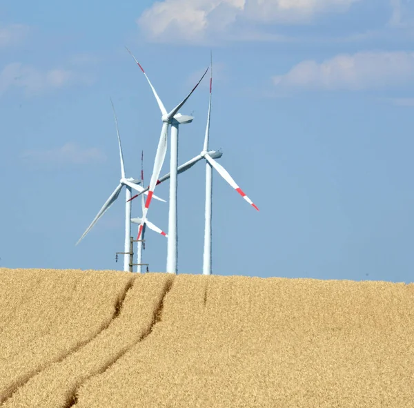 renewable energy source, wind park in the field of grain and corn