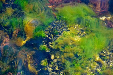 Yüzen zehirli yağ atığı, petrol ve alglerle deniz suyu çevresel kirliliği