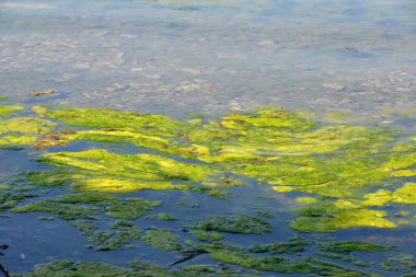Yüzen zehirli yağ atığı, petrol ve alglerle deniz suyu çevresel kirliliği