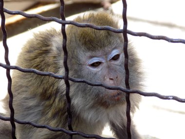 Güzel uzun kuyruklu maymun kafeste.