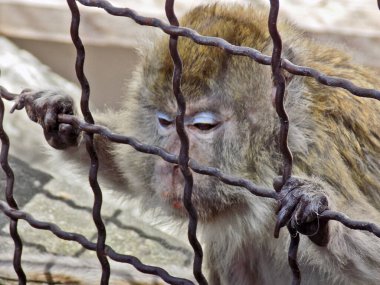 Güzel uzun kuyruklu maymun kafeste.