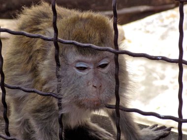 Güzel uzun kuyruklu maymun kafeste.