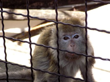 Güzel uzun kuyruklu maymun kafeste.