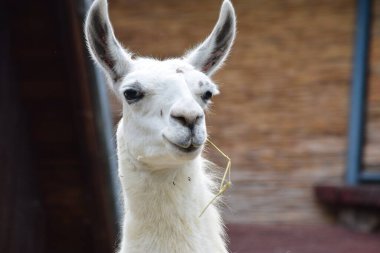 Çiftlikteki beyaz keçi lama