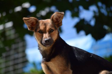 Şirin bir köpeğin portresi.