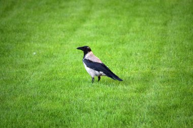 Yeşil çimlerde siyah karga