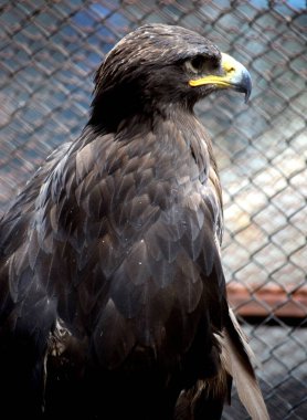 Kel bir kartalın yakın plan portresi.