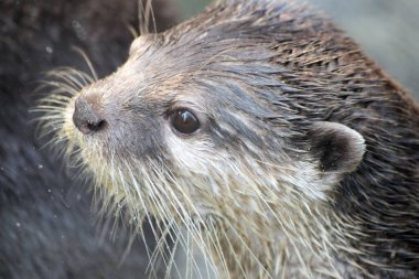 Genç kahverengi gözlü kirpinin yakın çekimi.