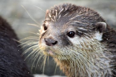 Kahverengi gözlü kirpinin yakın plan fotoğrafı.