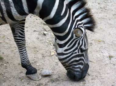           Güzel siyah ve beyaz bir zebranın kafası.