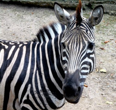           Güzel siyah ve beyaz bir zebranın kafası.