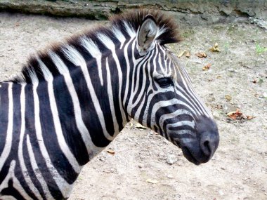           Güzel siyah ve beyaz bir zebranın kafası.