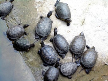           Siyah, güzel, su kenarında küçük bir kaplumbağa grubu.