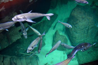 Akvaryumdaki balıklar