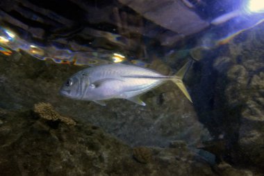 Akvaryumdaki balıklar