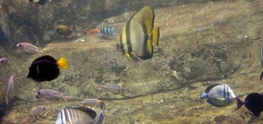 Tropikal bir balığın güzel sualtı manzarası