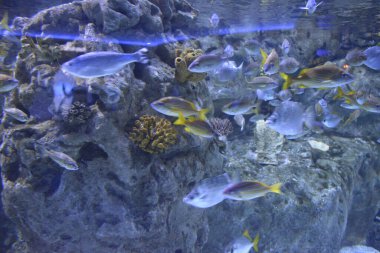 Akvaryumdaki bir balığın su altı manzarası çok güzel.