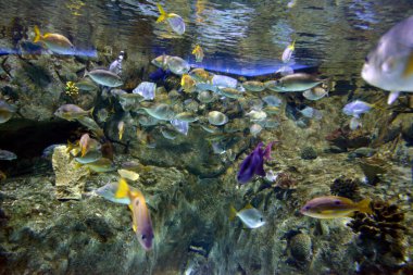 Kırmızı ve turuncu balıklarda deniz yaşamının güzel sualtı manzarası