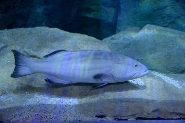 Akvaryumdaki egzotik bir balığın yakın plan fotoğrafı.