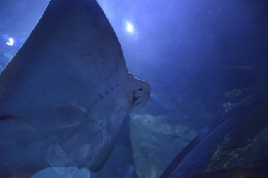 Suda güzel kokulu balıklar