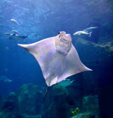 Suda güzel kokulu balıklar