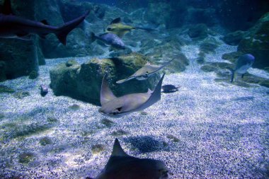 Suda güzel kokulu balıklar