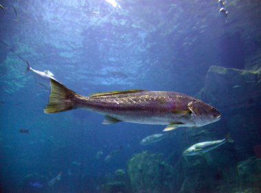 Çeşitli tehlikeli köpekbalıkları.