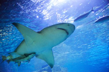 Çeşitli tehlikeli köpekbalıkları.