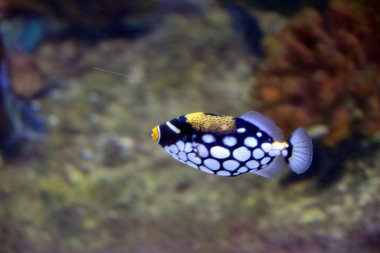 Akvaryumdaki çeşitli renkli tropikal balıklar