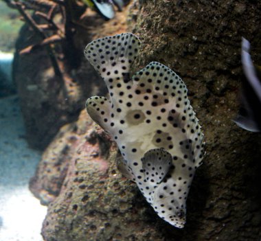 Akvaryumdaki çeşitli renkli tropikal balıklar