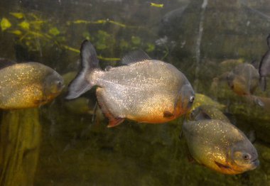 Tropikal nehir sularındaki piranhalar