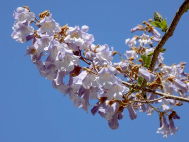 Şehrin sokaklarında çiçekler