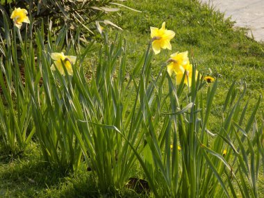Şehrin sokaklarında çiçekler