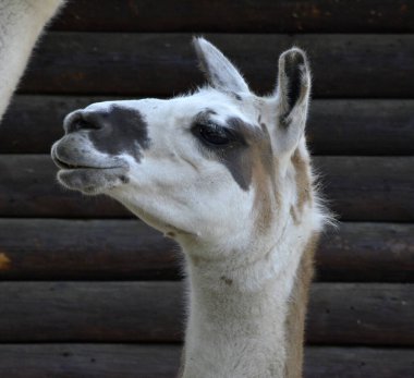 Keçi kafaya yakın mesafeden su içer.