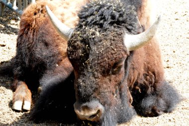 Avrupa bizonu portresi