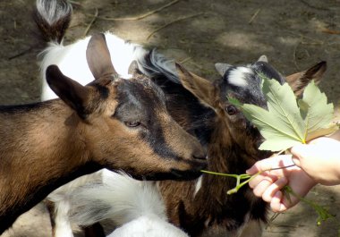 Çocuk elleri Maple yapraklarını genç keçilere verir.
