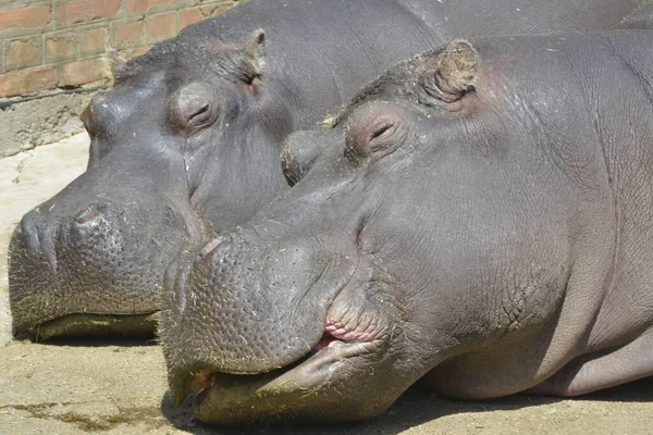 Retrato Del Hipopótamo Somnoliento —  Fotos de Stock