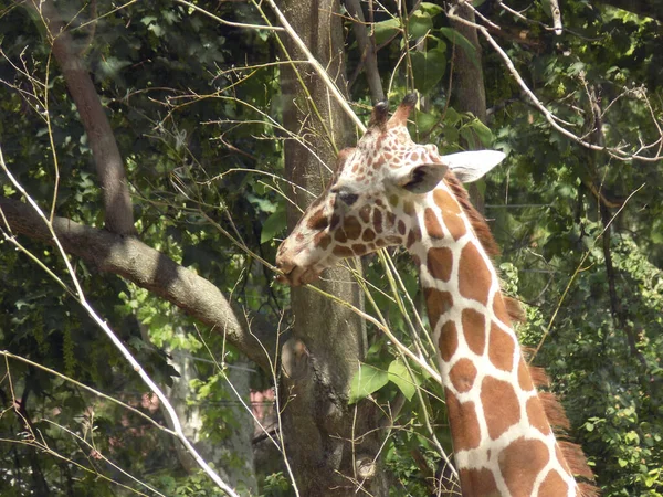 Giraffa Mangia Foglie Dall Albero — Foto Stock