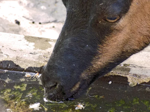 Ziege Trinkt Wasser Aus Der Nähe Des Kopfes — Stockfoto